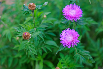 A purple flower is surrounded by green leaves