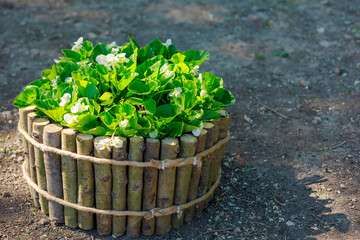 A small potted plant sits in a wooden basket on a dirt ground