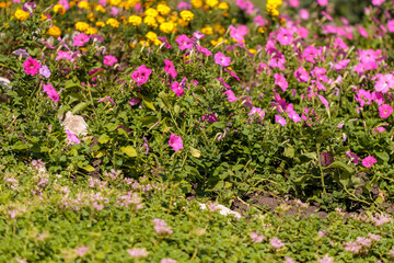 Fototapeta premium A field of flowers with pink and yellow flowers