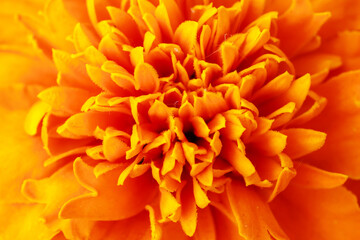 A close up of a flower with a yellow center and orange petals