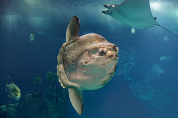 Sunfish, ray and other fishes passing by
