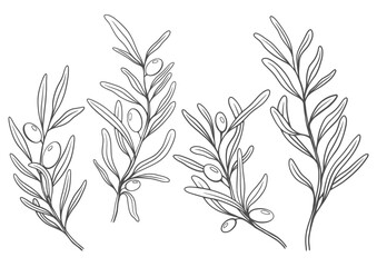 Floral branch and minimalist leaves. Hand drawn line wedding herb, elegant wildflowers. Minimal line art drawing for print, cover or wallpaper
