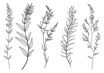 Floral branch and minimalist leaves. Hand drawn line wedding herb, elegant wildflowers. Minimal line art drawing for print, cover or wallpaper