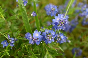 Véronique d'Autriche, Austrian Speedwell (veronica austriaca) fleurissant dans la nature.