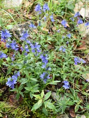 Véronique d'Autriche, Austrian Speedwell (veronica austriaca) fleurissant dans la nature.