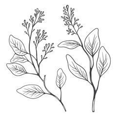 Floral branch and minimalist leaves. Hand drawn line wedding herb, elegant wildflowers. Minimal line art drawing for print, cover or wallpaper