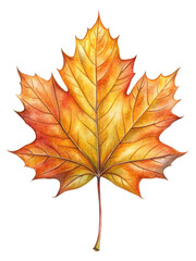Fototapeta premium Autumn Maple Leaf Illustration depicting a detailed watercolor painting of a colorful fall maple leaf, isolated on transparent background, png.