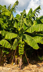 Bunch of green and yellow bananas in the garden. Turkey - Alanya