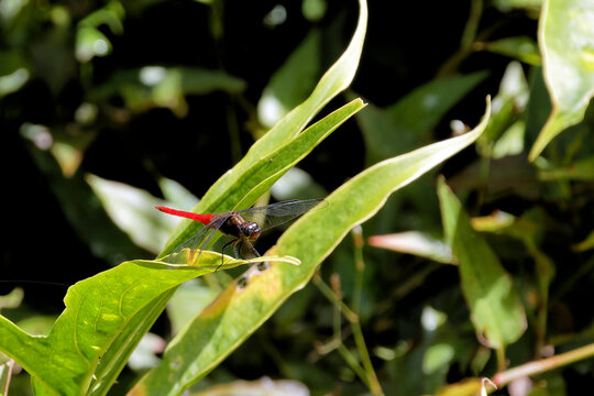 Libelle im Dschungel von Borneo