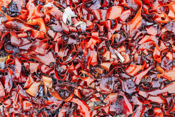 Close-up view of tangle kelp, also known as oarweed kelp, washed up on Lista beach. Suitale for articles about seaweed and coastal flora. Lista beach, Norway