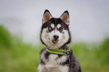 A young husky with different colored eyes, one blue and the other brown, poses for the camera.