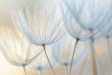 delicate dandelion seedhead captured in soft focus natural beauty closeup