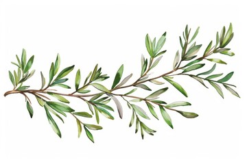 delicate fresh rosemary twig cut out on white isolated herb sprig natural botanical illustration