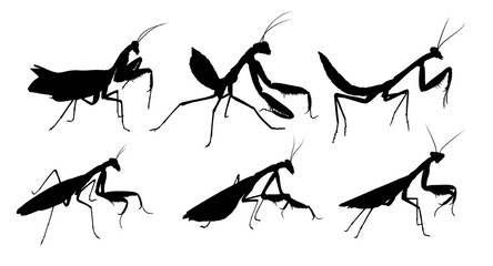 Set of silhouettes of big mantises.
