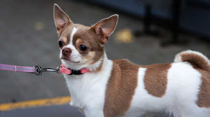 There is a brown and white chihuahua being walked on a leash