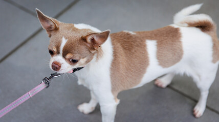 A small dog with brown and white colors walking on a leash