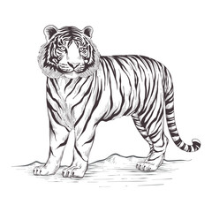 Hand-drawn tiger outline illustration