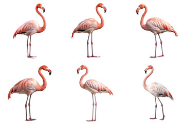 Obraz premium Side view pink flamingo birds set isolated on white or transparent background, png clipart, design element. Easy to place on any other background.