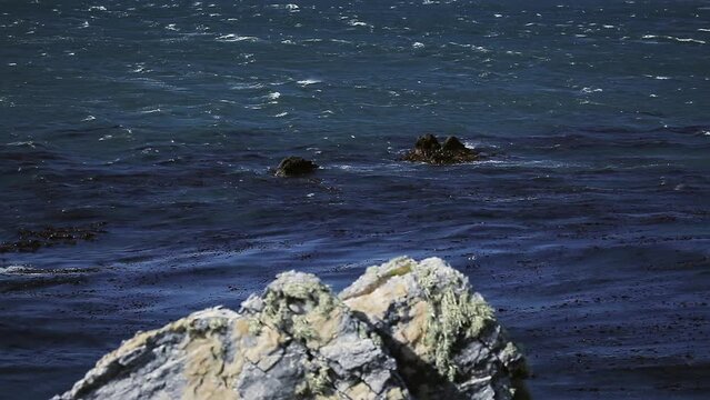 Seagulls Flying Over the Rocky Coastline of The Falkland Islands (Also Called Islas Malvinas). 
