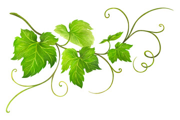 Green grape leaves on a branch with curls. Watercolor illustration of a vine for the design of wedding invitations, posters, cards, wine lists, promotional printing for restaurants and wineries © SashaSavelyeva_Art