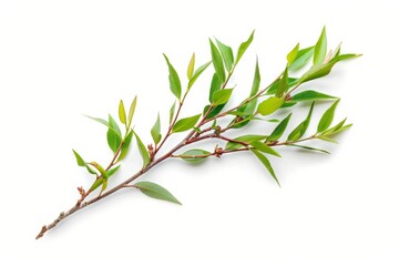 Melaleuca twigs with leaves and seeds on white background