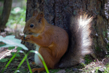 a red squirrel in a summer and autumn park. taken in close-up in a natural environment
