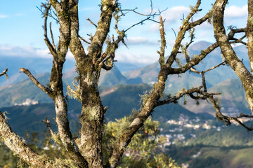 The mountains of Petropolis with a tree in the foreground. Petropolis, Rio de Janeiro, Brazil.
