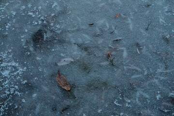 frozen water and leaves under ice 