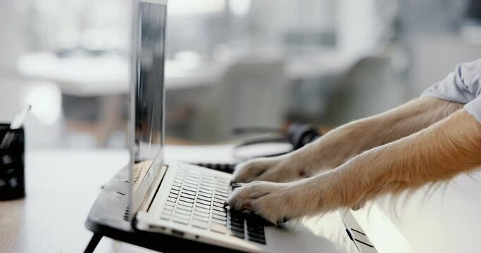 Dog paw, office and business with laptop typing with funny job and working costume at desk with tech. Joke, online and humor of animal at a company with dressing up and comedy of cute pet employee