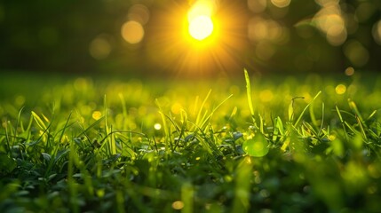 Obraz premium A close up of grass with the sun behind it 