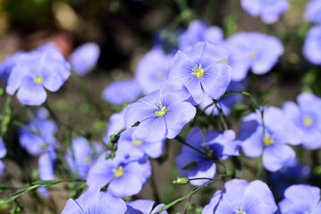 Blue flax flowers in the garden. Linum usitatissimum.