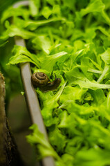 The snail are eating the home growth salad leaves . High quality photo