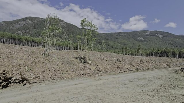Forest Logging Site with sky near Park Provincial MacMillan, Vancouver Island, British Colombia, Canada 