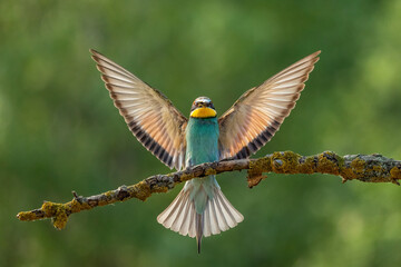 European bee-eater (Merops apiaster)