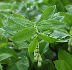Beautiful details of the leaves of polygonatum multiflorum