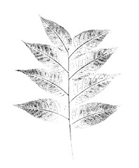 Black and white ink stamp impression of leaves with organic texture. Isolated leaf print for floral art or pattern.