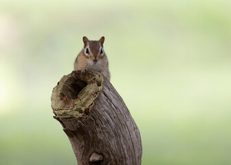 Chipmunk hidden behind a trunk looking to the camera.