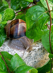 a snail on green leaves in the garden