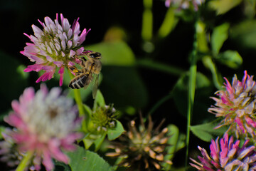 Apis mellifera carnica bee sucking nectar from red clover flower.