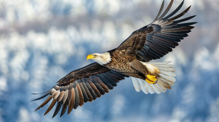 Full Body Portrait of Bald Eagle Spreading Wings