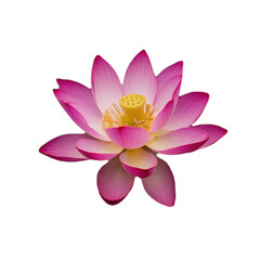 pink lotus flower