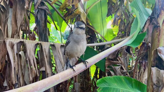 4K video of a topical Bird on a branch of banana tree