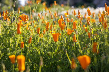 Beautiful orange poppies blooming during super bloom in California