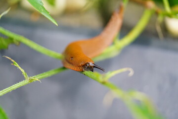 snail on a leaf