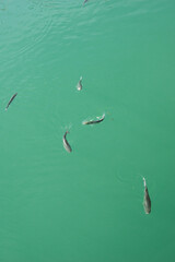 school of trout fish swim in clear salted ocean water top view