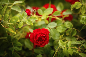 Rote Gartenrosen, Nahaufnahme