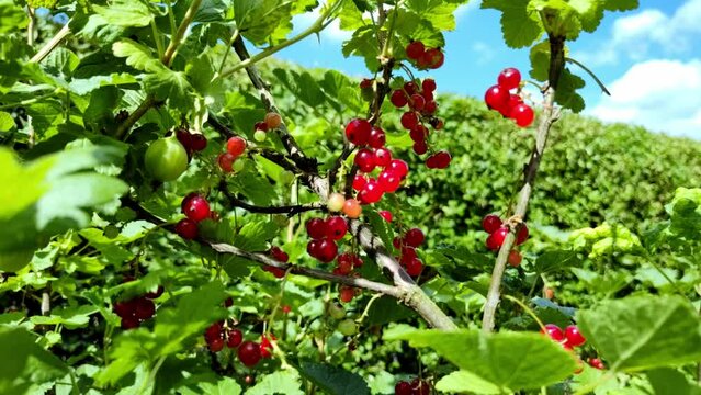 leckere reife rote Johannisbeeren - Erntezeit im Garten, frisch, gesund, Vitamine, Beerenstrauch, Marmelade, Smoothie, Gesundheit