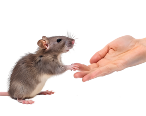 Social Rat interacting with owner on transparent background