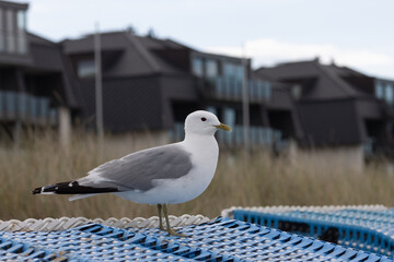 Sturmmöwe auf Strandkorb an der Ostseeküste.