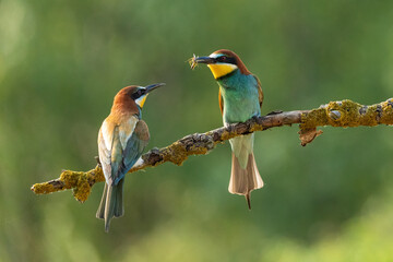 European bee-eater (Merops apiaster)
